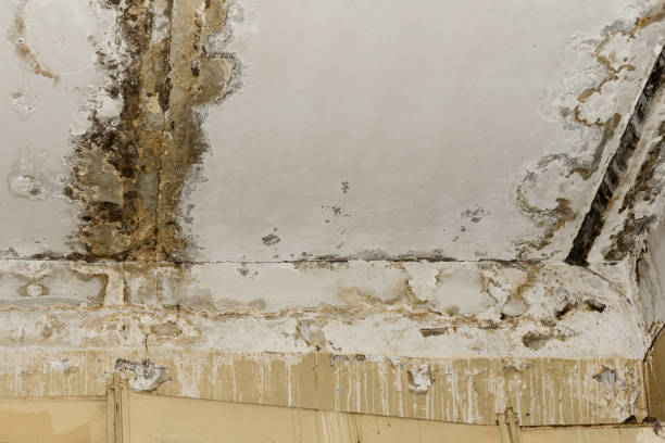 Best HVAC Mold Inspection and Cleaning  in Humble, TX