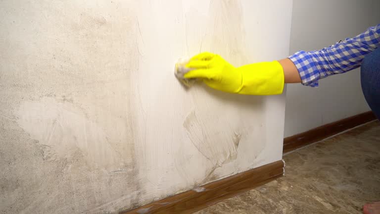 Reliable Humble, TX Mold Removal Solutions